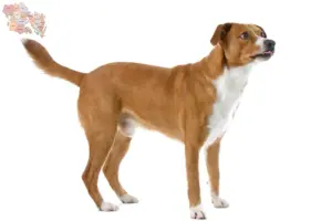 Read more about the article Austrian Pinscher breeder and puppies in Syddanmark