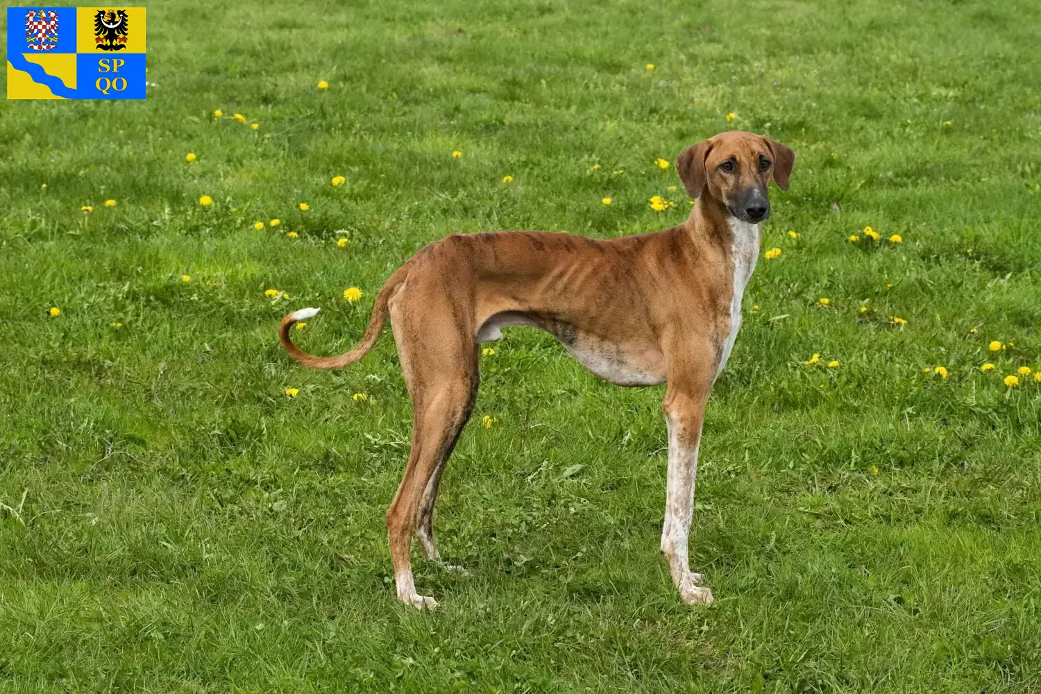 Azawakh puppies and breeders Olomouc Here you can find Azawakh breeders in Olomouc.