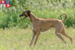 Read more about the article Azawakh breeders and puppies in Pardubice