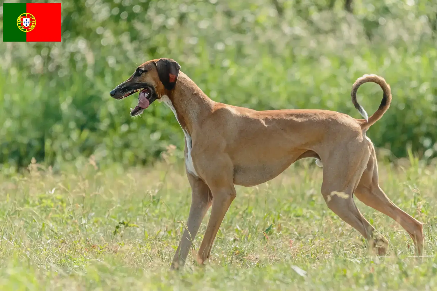 Azawakh puppies and breeders Portugal Here you can find Azawakh breeders in Portugal.