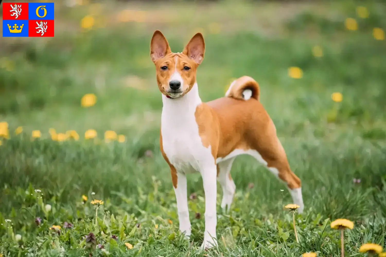 Read more about the article Basenji breeders and puppies in Hradec Králové