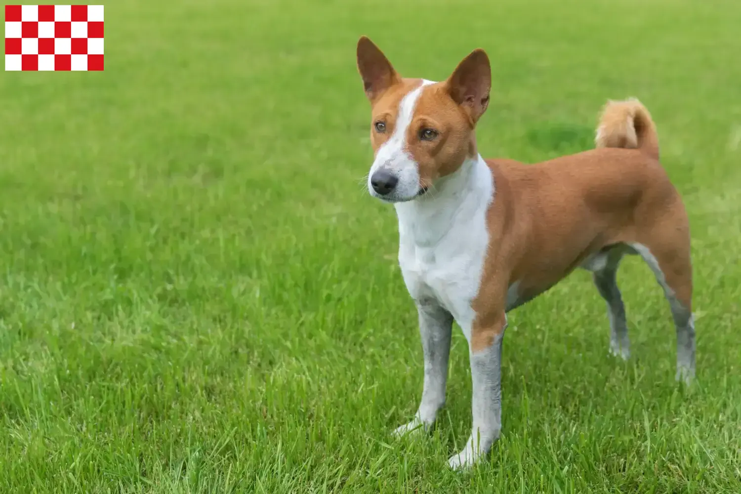 Basenji puppies and breeders North Brabant Here you can find Basenji breeders in North Brabant.