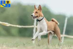 Read more about the article Basenji breeders and puppies in Olomouc