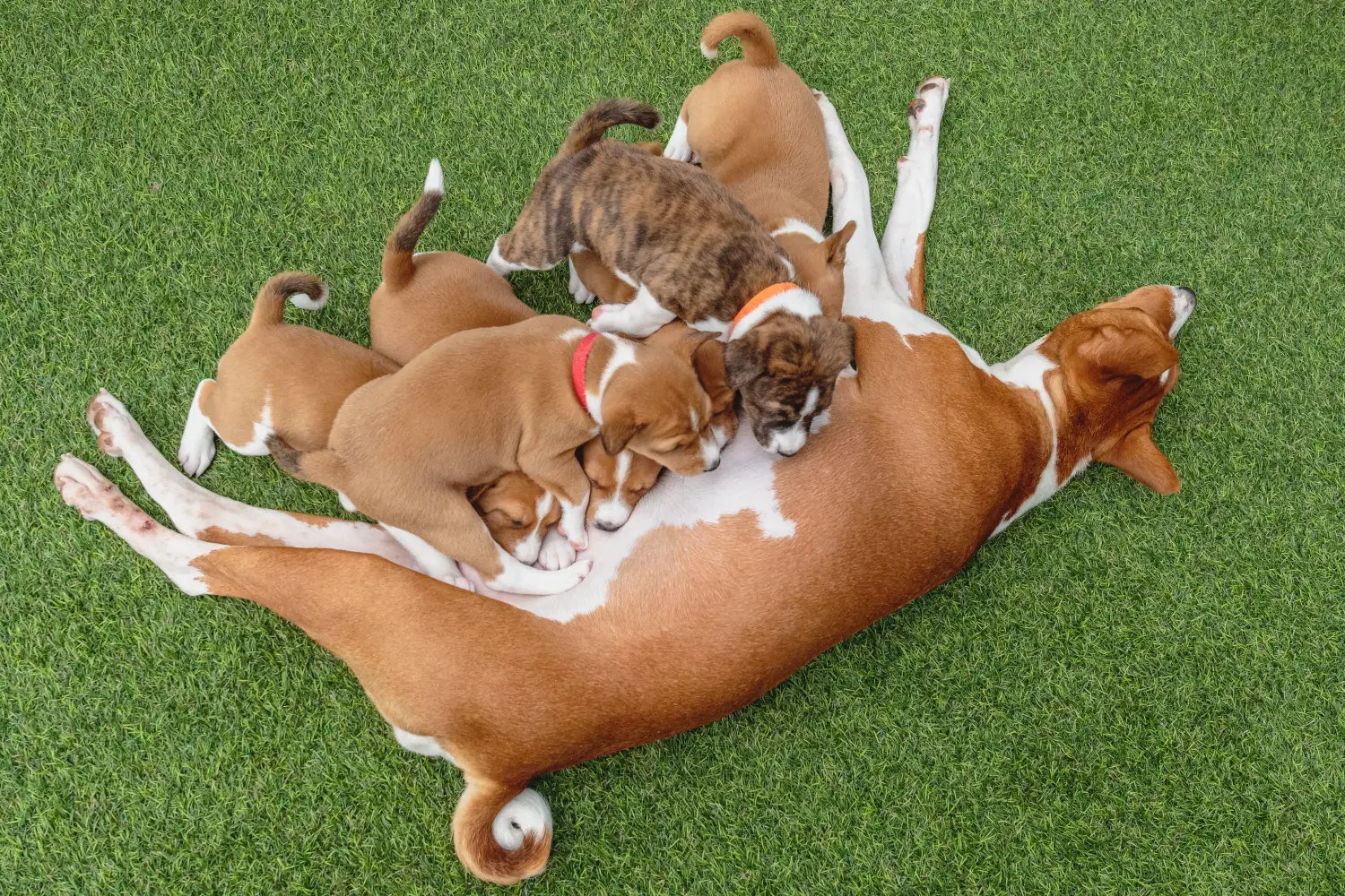 Buying a Basenji puppy means taking responsibility! Buy Basenji puppies.