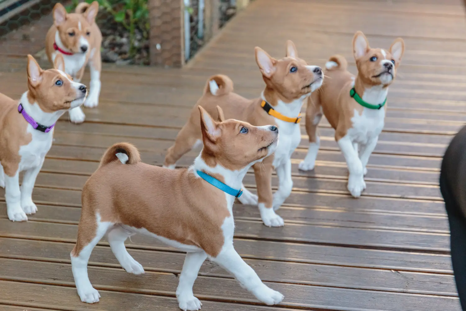 Buying a Basenji puppy means taking responsibility! Buy Basenji puppies.