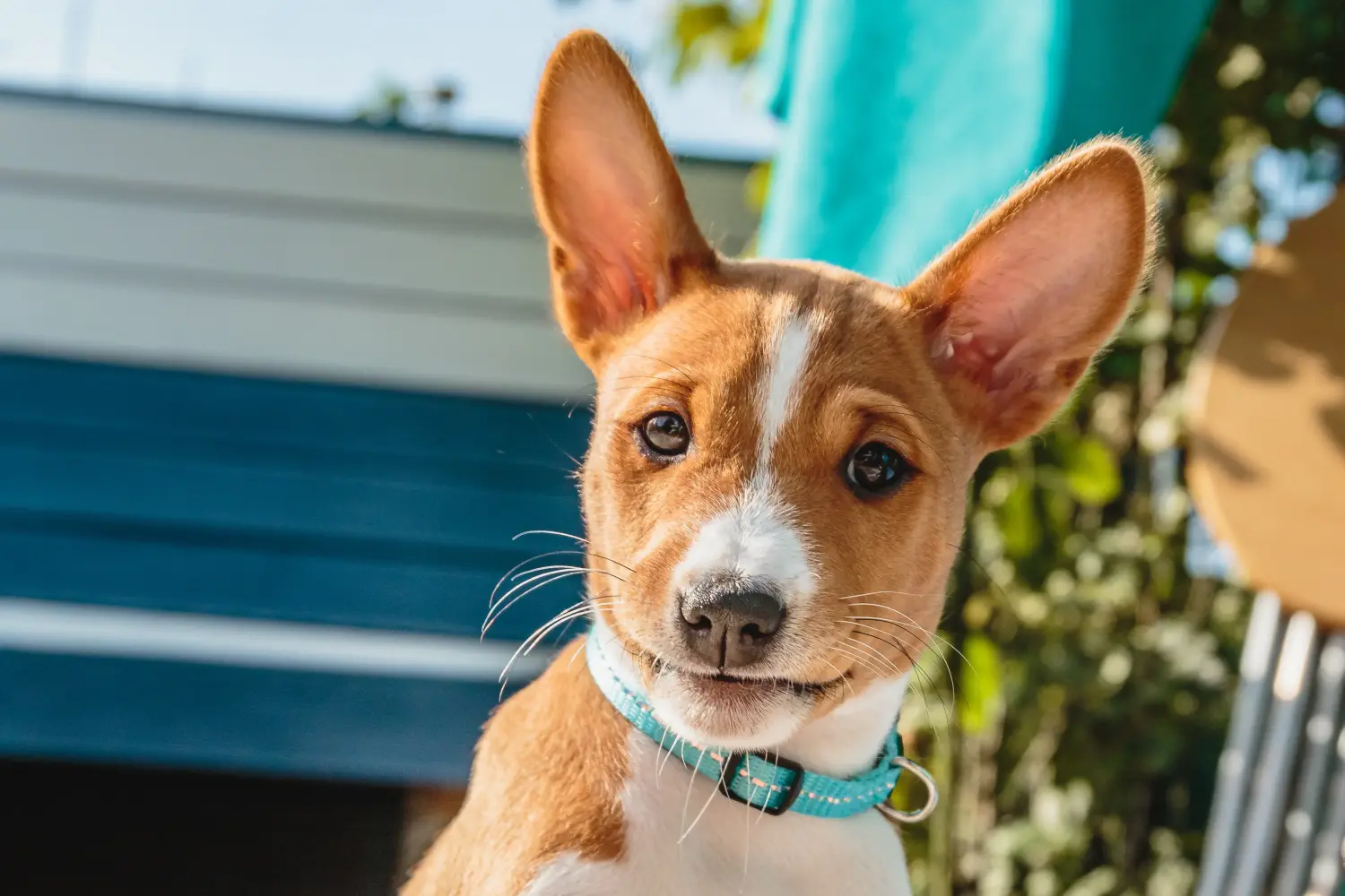 Buying a Basenji puppy means taking responsibility! Buy Basenji puppies.