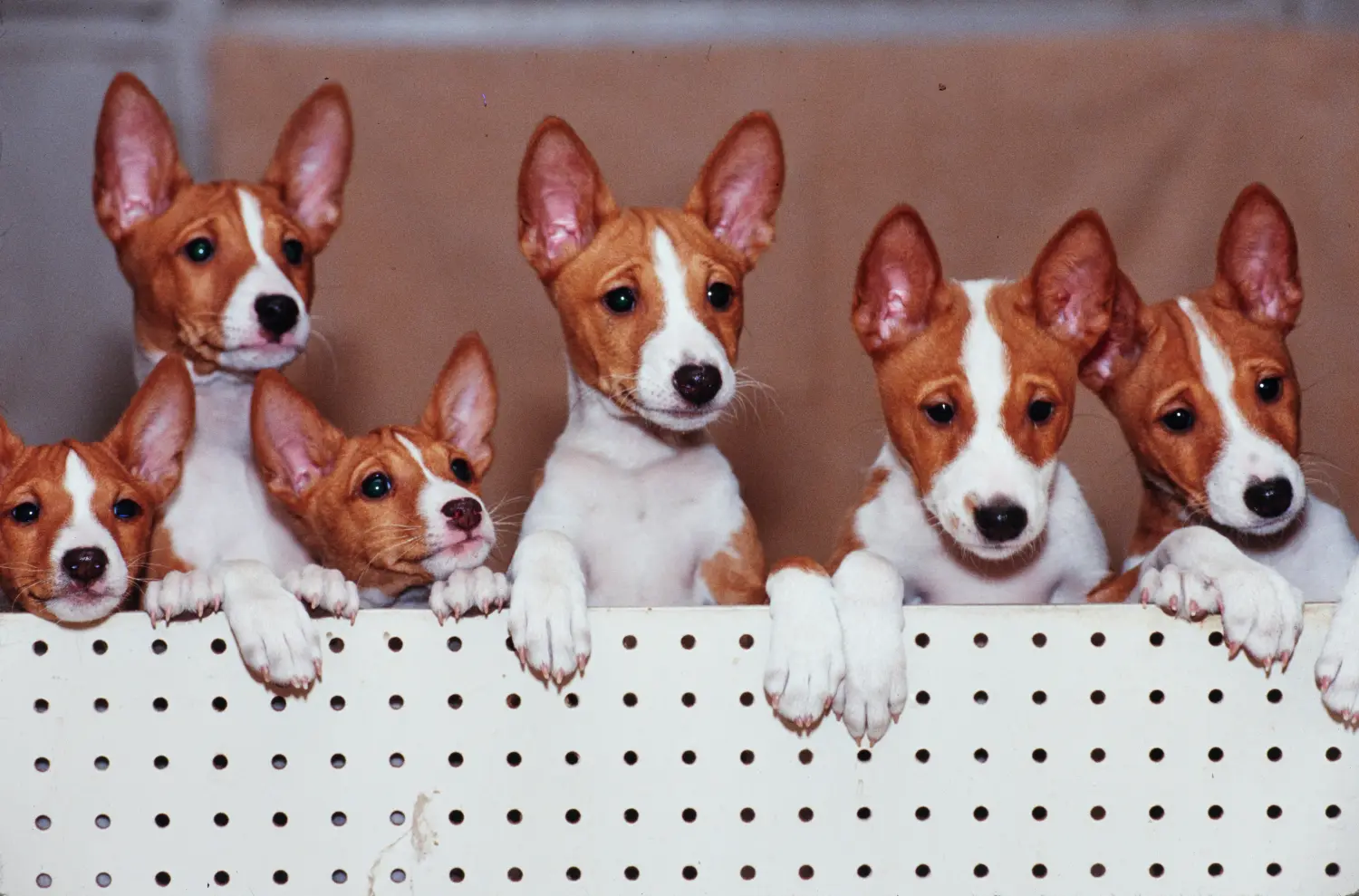 Buying a Basenji puppy means taking responsibility! Buy Basenji puppies.