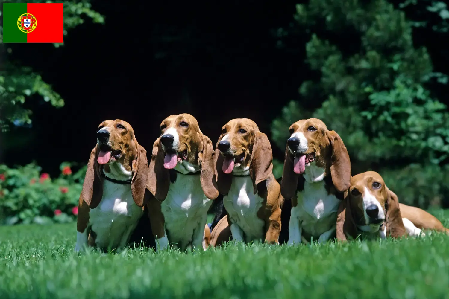 Basset Artésien Normand puppies and breeders Portugal Here you can find Basset Artésien Normands breeders in Portugal.