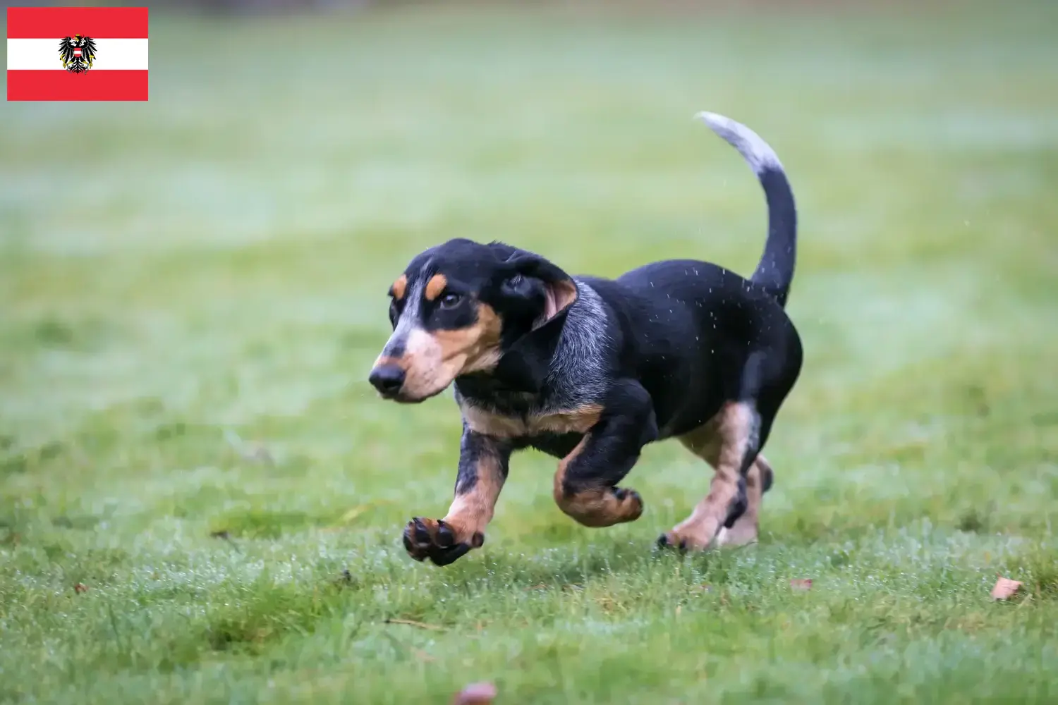 Basset bleu de Gascogne puppies and breeders Austria Here you can find Basset bleu de Gascognes breeders in Austria.