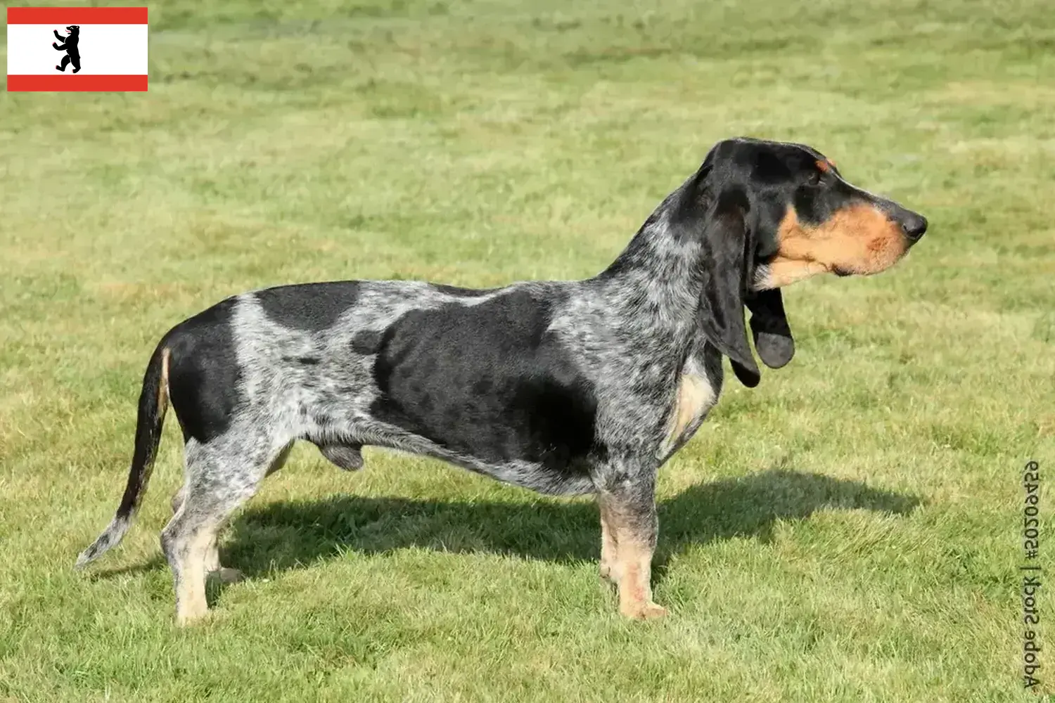 Basset bleu de Gascogne puppies and breeders Berlin Find Basset bleu de Gascognes breeders in Berlin here.