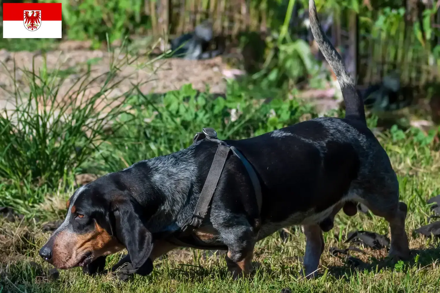 Basset bleu de Gascogne puppies and breeder Brandenburg Here you can find Basset bleu de Gascognes breeders in Brandenburg.