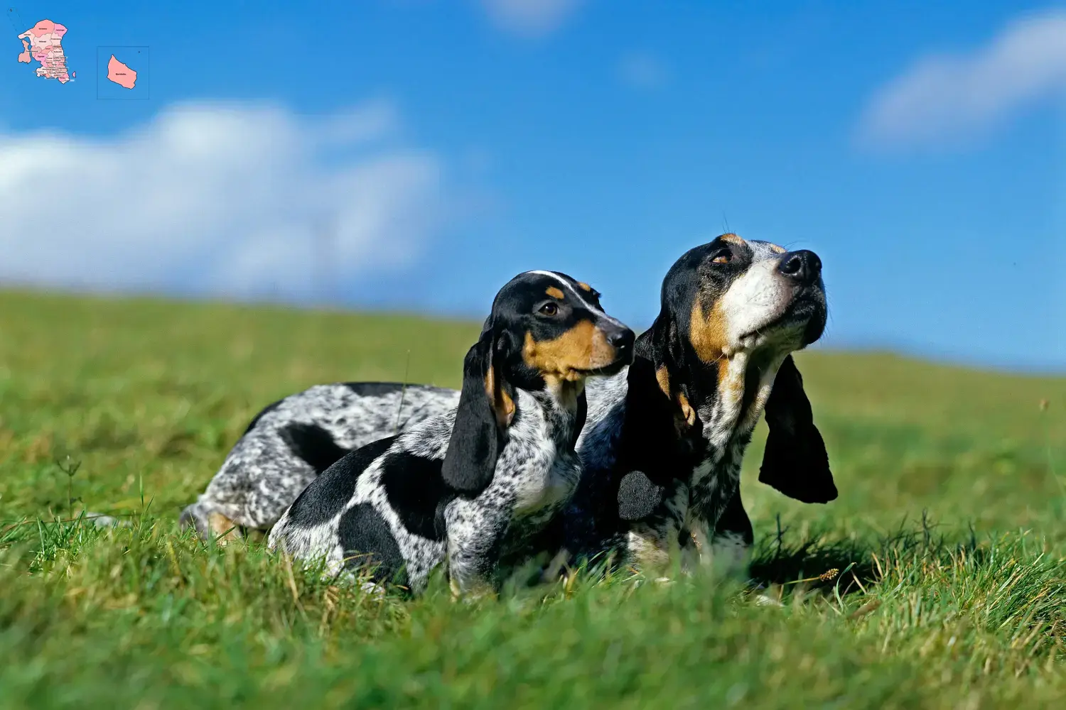 Basset bleu de Gascogne puppies and breeder Hovedstaden Find Basset bleu de Gascognes breeders in Hovedstaden here.