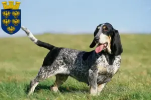 Read more about the article Basset bleu de Gascogne breeders and puppies in Lower Austria