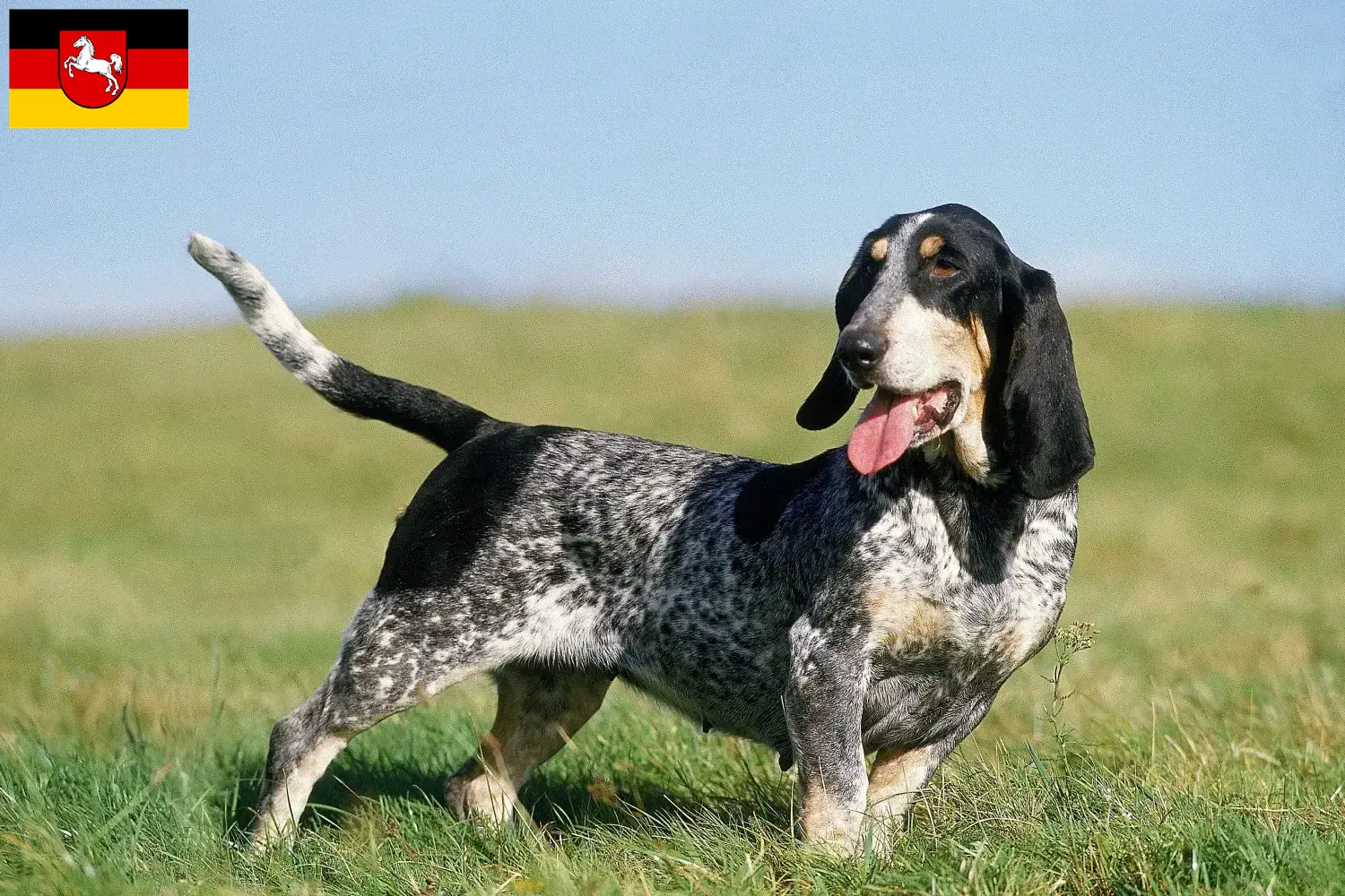Basset bleu de Gascogne puppies and breeders Lower Saxony Here you can find Basset bleu de Gascognes breeders in Lower Saxony.
