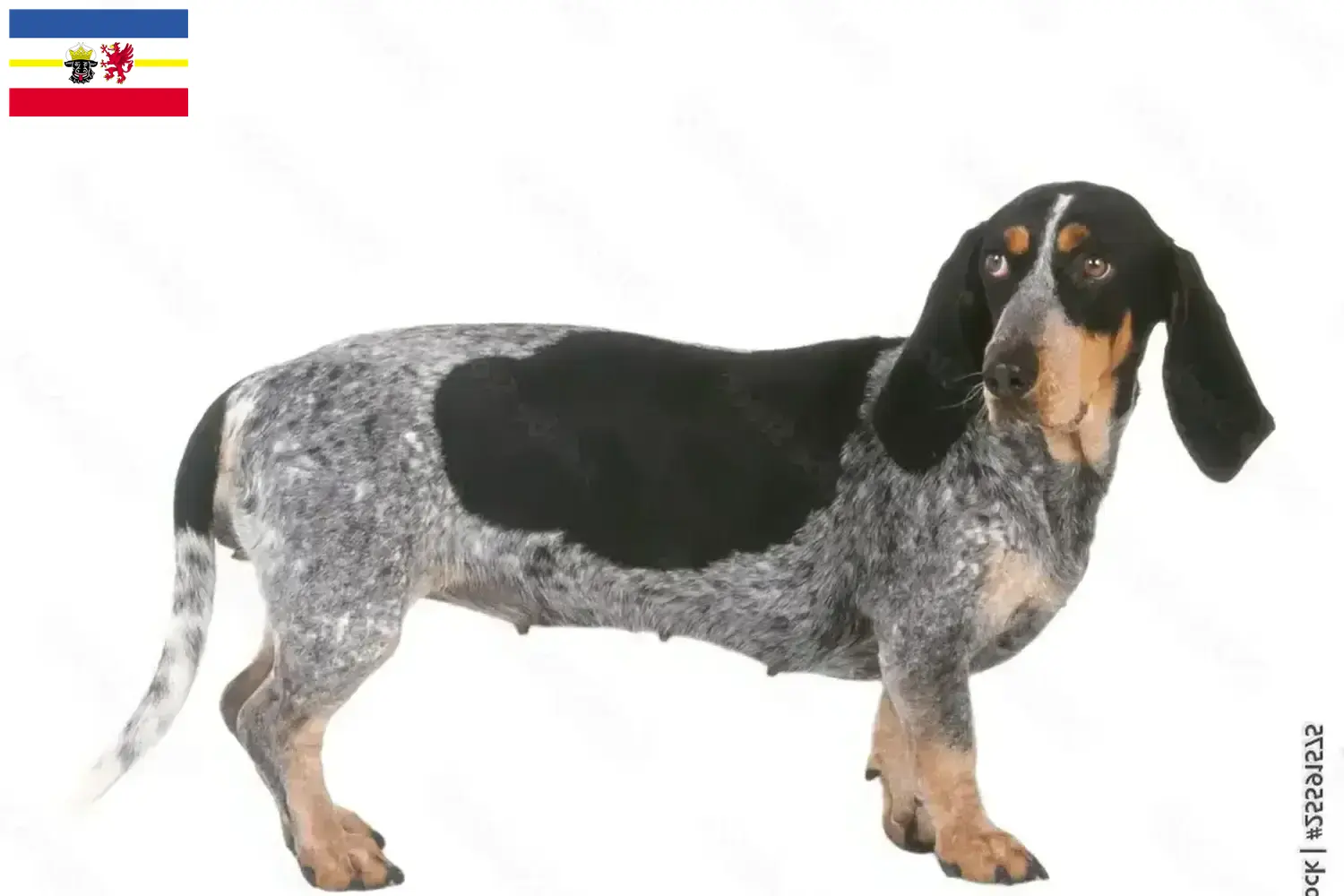 Basset bleu de Gascogne puppies and breeders Mecklenburg-Vorpommern Here you can find Basset bleu de Gascognes breeders in Mecklenburg-Vorpommern.