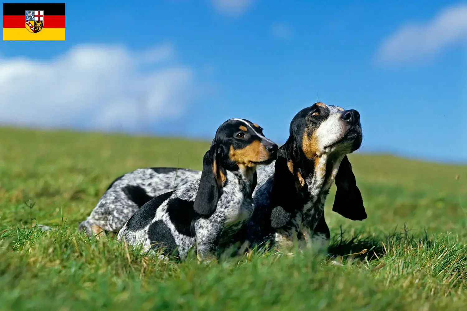 Basset bleu de Gascogne puppies and breeders Saarland Here you can find Basset bleu de Gascognes breeders im Saarland.