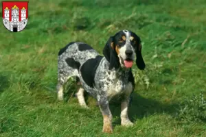 Read more about the article Basset bleu de Gascogne breeders and puppies in Salzburg
