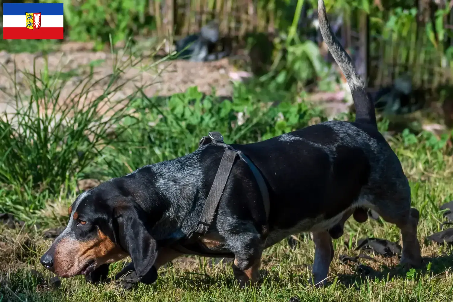 Basset bleu de Gascogne puppies and breeders Schleswig-Holstein Here you can find Basset bleu de Gascognes breeders in Schleswig-Holstein.