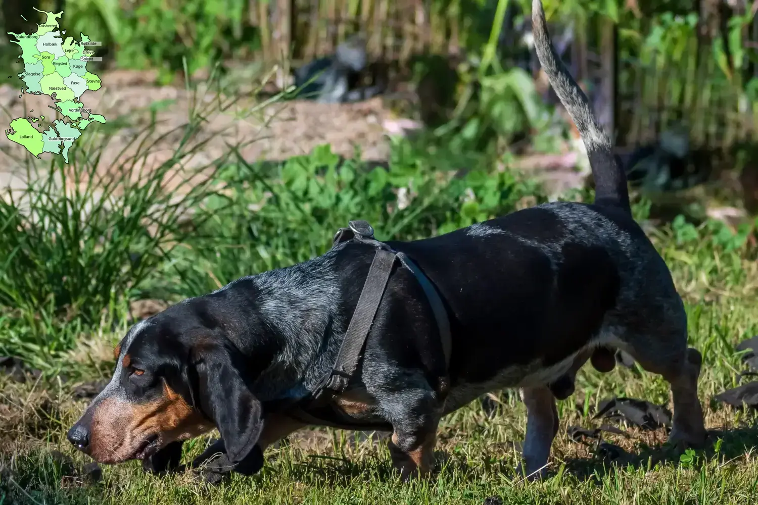 Basset bleu de Gascogne puppies and breeders Sjælland Find Basset bleu de Gascognes breeders in Sjælland.