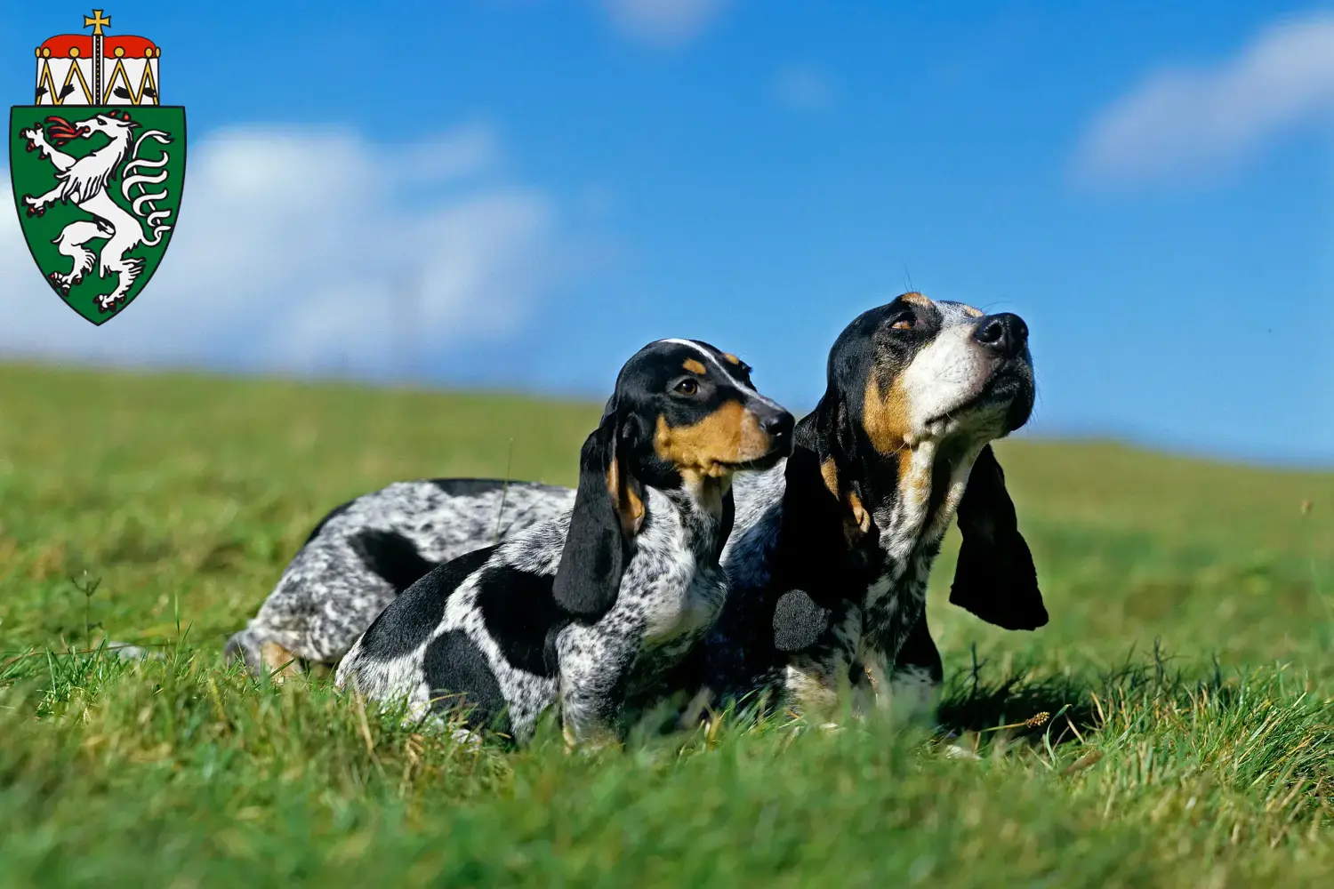 Basset bleu de Gascogne puppies and breeders Styria Here you can find Basset bleu de Gascognes breeders in Styria.