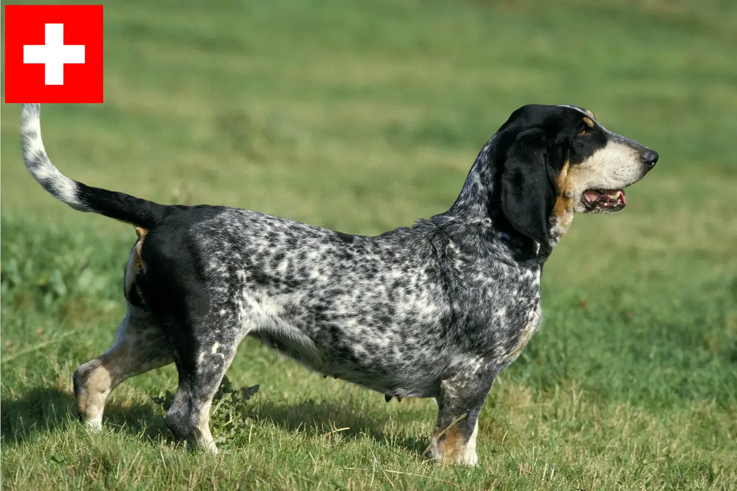 Basset bleu de Gascogne puppies and breeders Switzerland Here you can find Basset bleu de Gascognes breeders in Switzerland.
