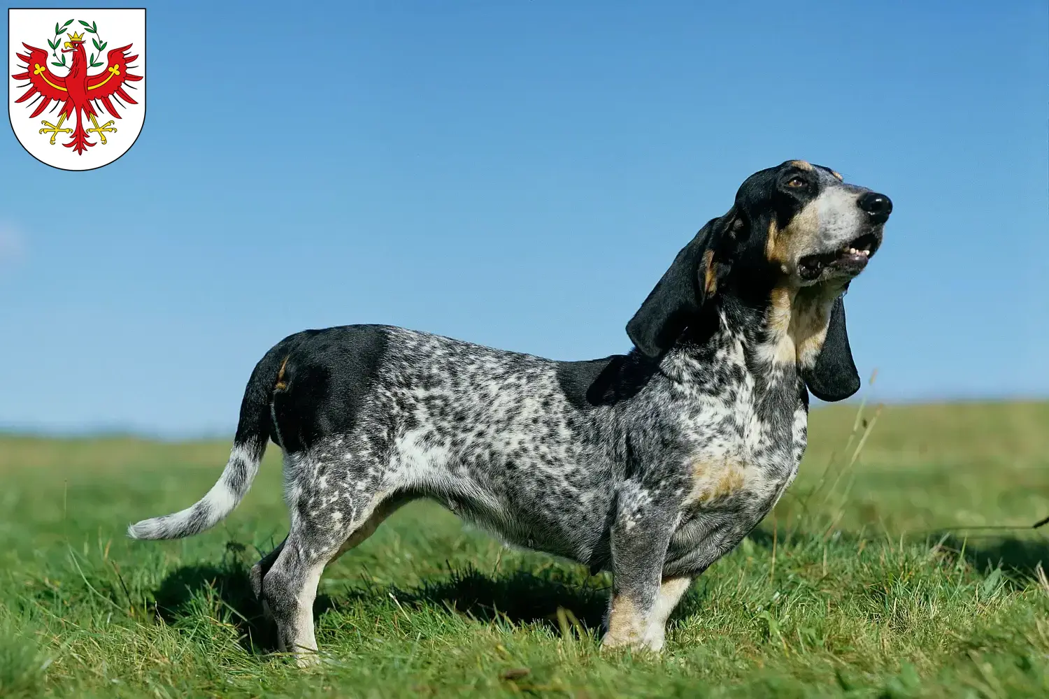 Basset bleu de Gascogne puppies and breeders Tirol Here you can find Basset bleu de Gascognes breeders in Tyrol.