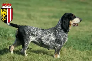 Read more about the article Basset bleu de Gascogne breeders and puppies in Upper Austria