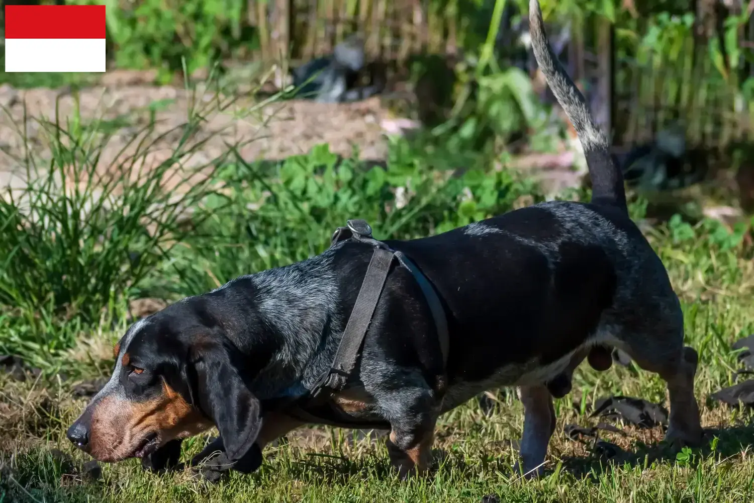 Basset bleu de Gascogne puppies and breeders Vienna Find Basset bleu de Gascognes breeders in Vienna.