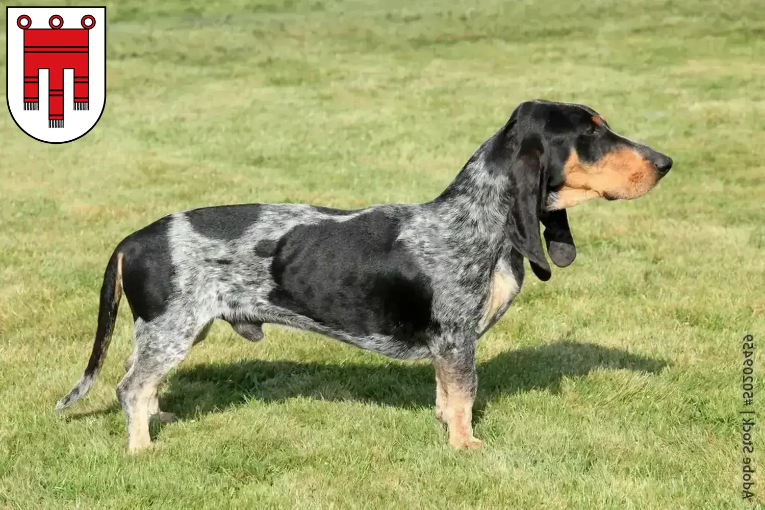 Basset bleu de Gascogne puppies and breeders Vorarlberg Find Basset bleu de Gascognes breeders in Vorarlberg.