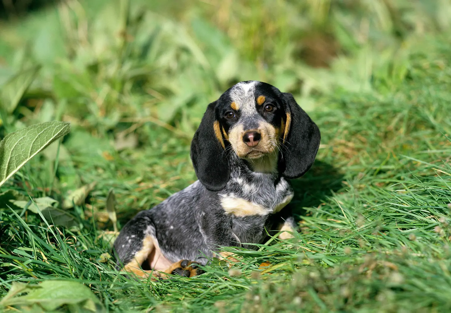 Buying a Basset bleu de Gascogne puppy means taking responsibility! Buy Basset bleu de Gascogne puppies.