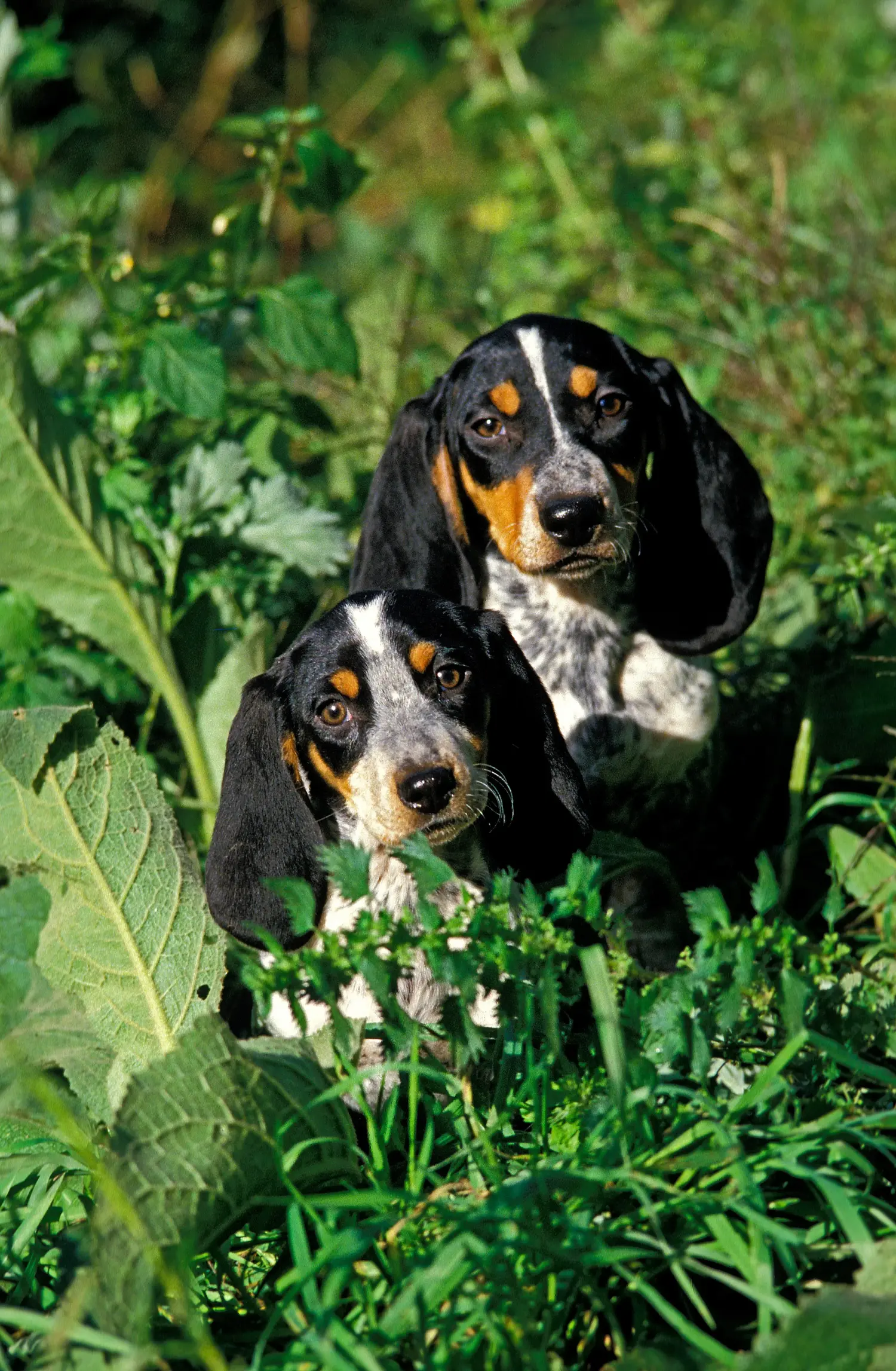 Buying a Basset bleu de Gascogne puppy means taking responsibility! Buy Basset bleu de Gascogne puppies.