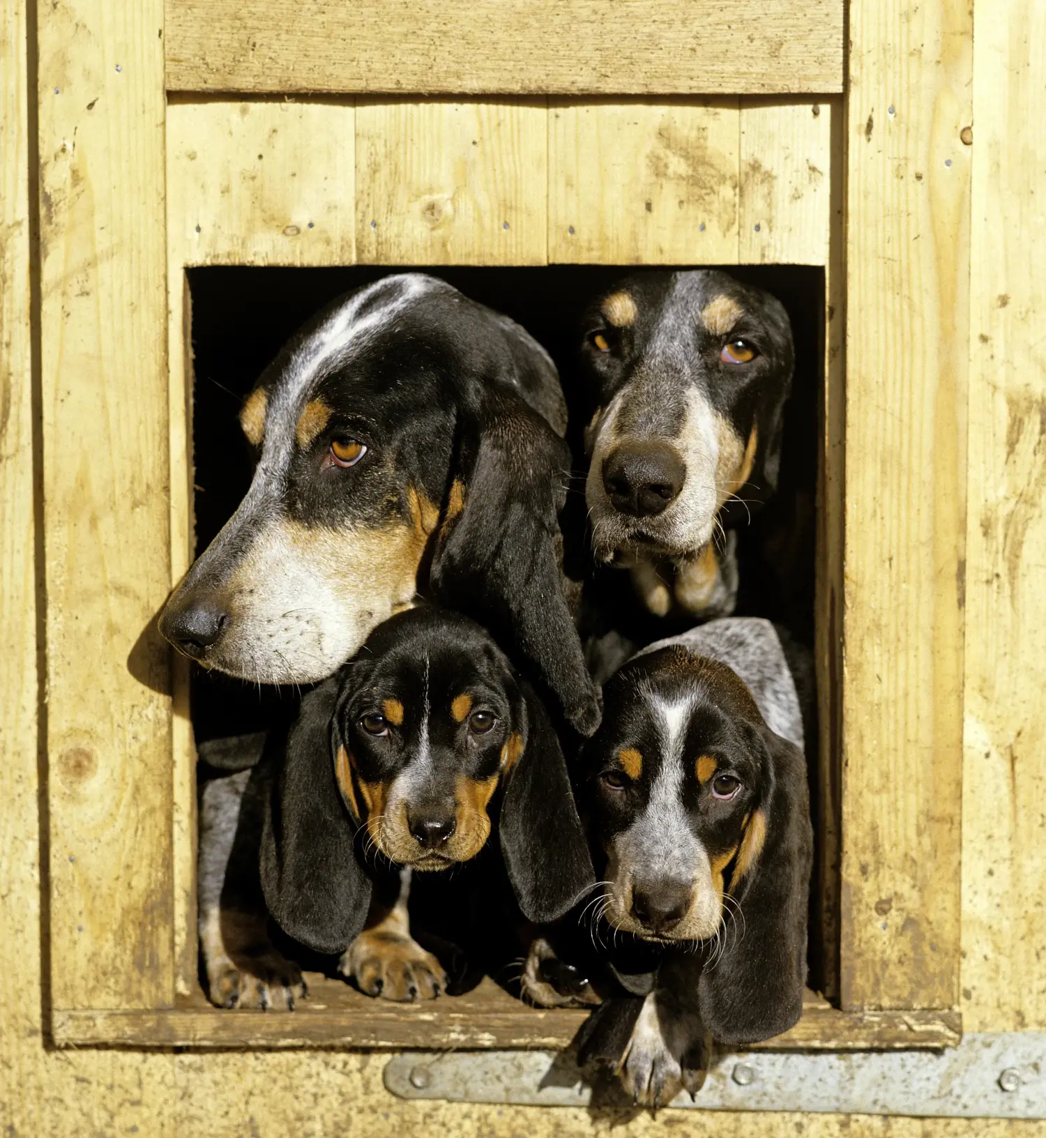 Buying a Basset bleu de Gascogne puppy means taking responsibility! Buy Basset bleu de Gascogne puppies.