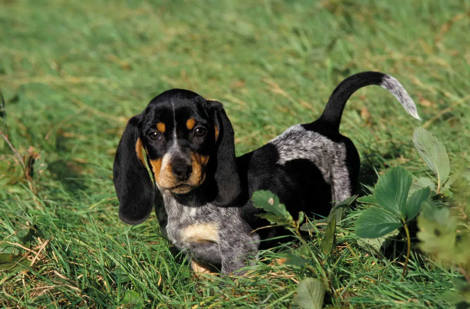 Buying a Basset bleu de Gascogne puppy means taking responsibility! Buy Basset bleu de Gascogne puppies.