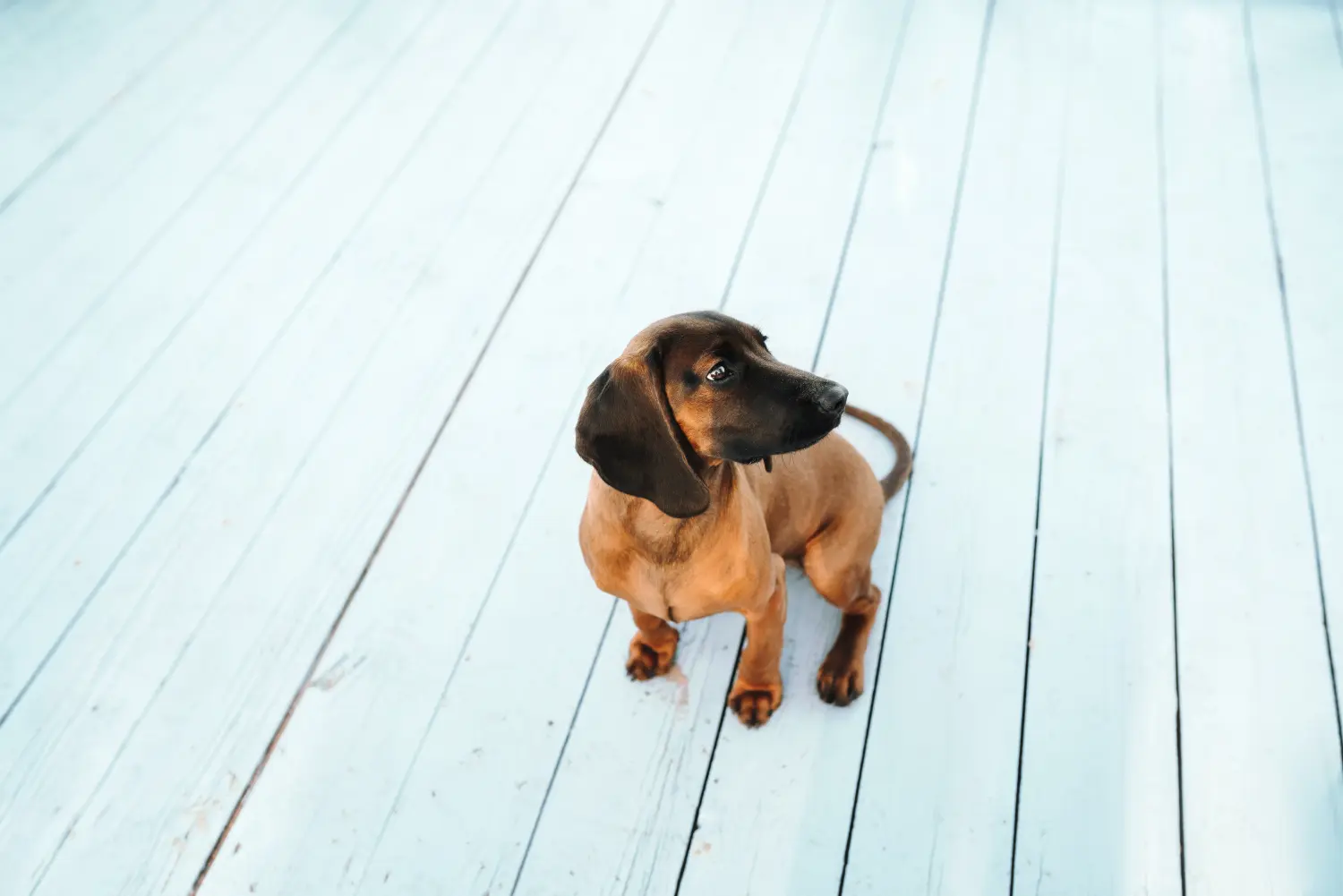 Buying a Bavarian Mountain Hound puppy means taking responsibility! Buy Bavarian Mountain Hound puppies.
