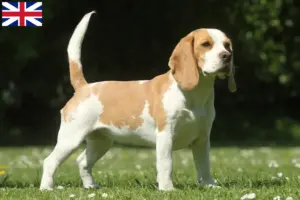 Read more about the article Beagle breeders and puppies in Great Britain