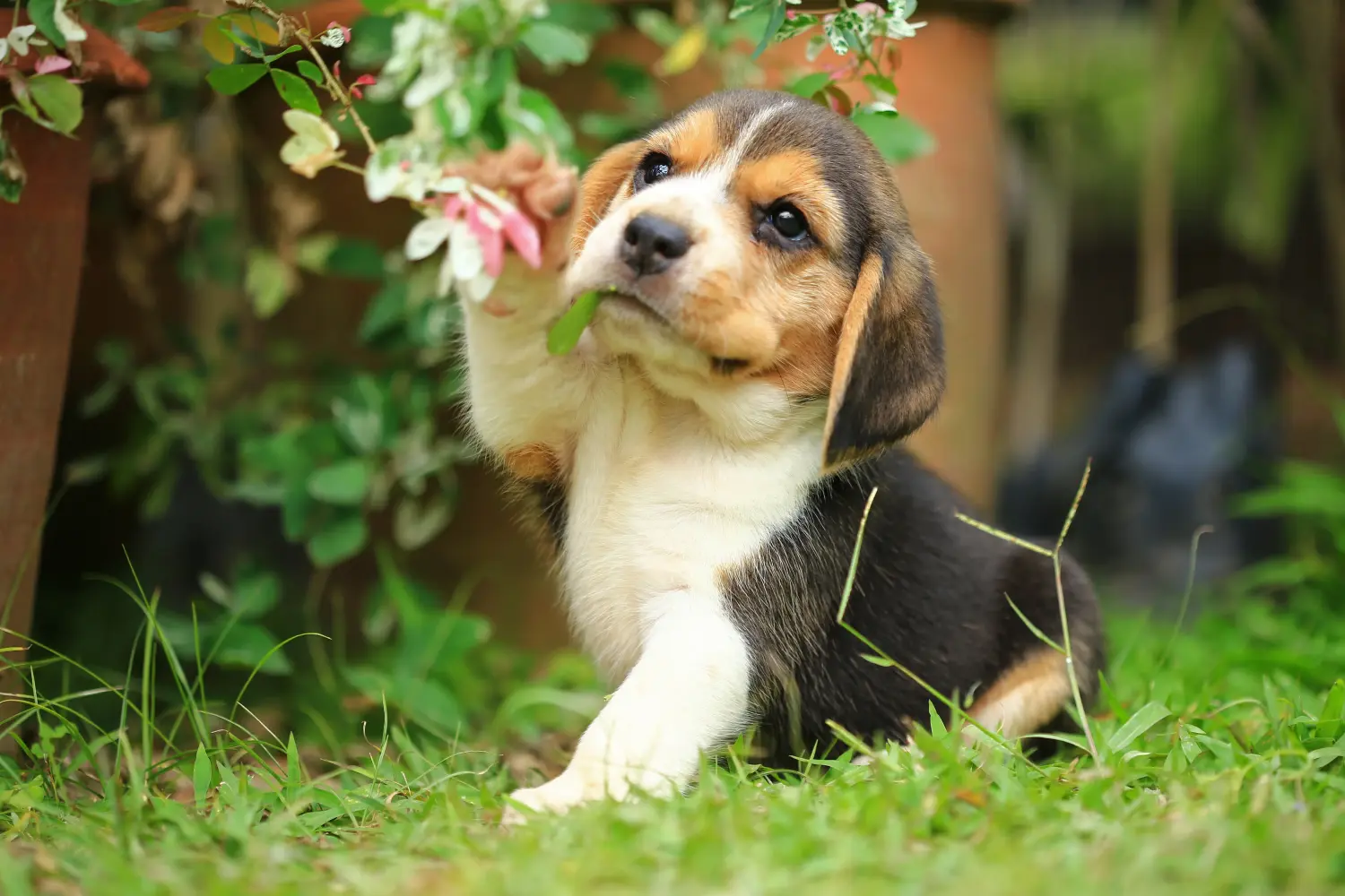 Buying a Beagle puppy means taking responsibility! Buy Beagle puppies.