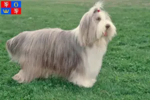 Read more about the article Bearded Collie breeders and puppies in Hradec Králové
