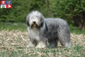 Read more about the article Bearded Collie breeders and puppies in Pardubice