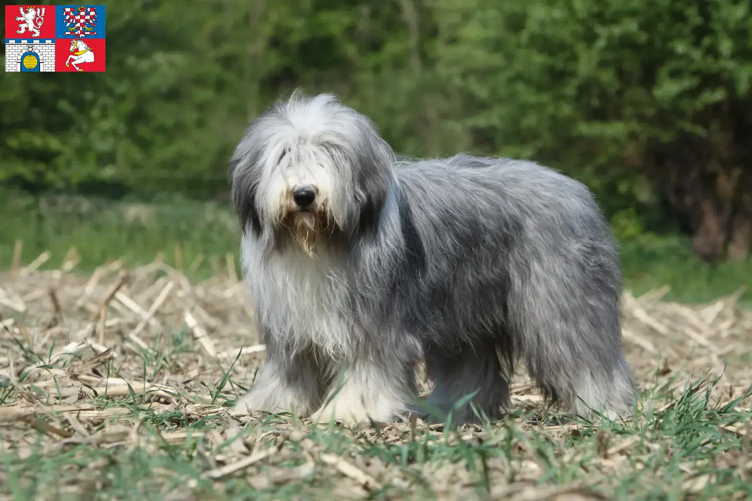 Bearded Collie puppies and breeders Pardubice Find Bearded Collies breeders in Pardubice.