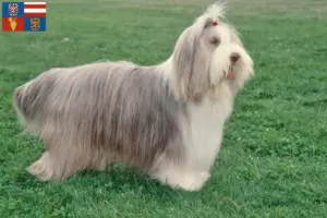 Read more about the article Bearded Collie breeders and puppies in South Moravia