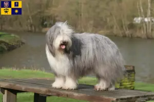 Read more about the article Bearded Collie breeders and puppies in Zlín