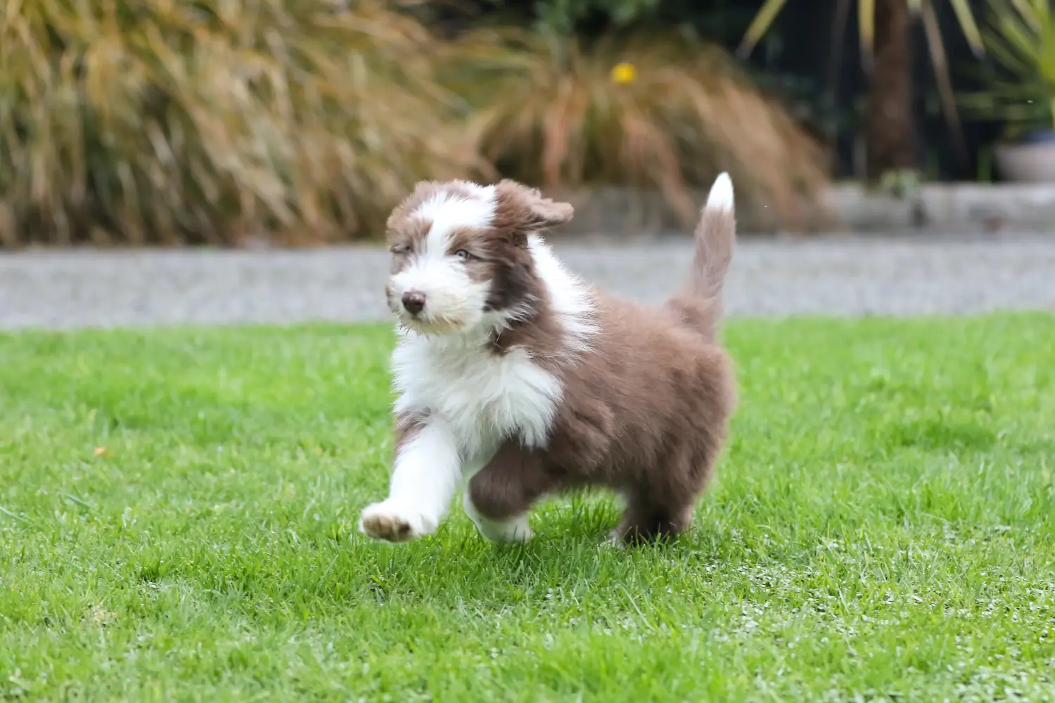 Buying a Bearded Collie puppy means taking responsibility! Buy Bearded Collie puppies.