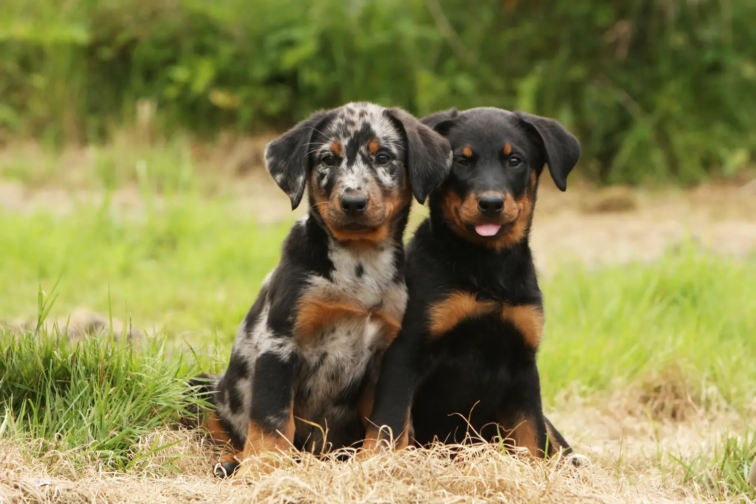 Buying a Beauceron puppy means taking responsibility! Buy Beauceron puppies.