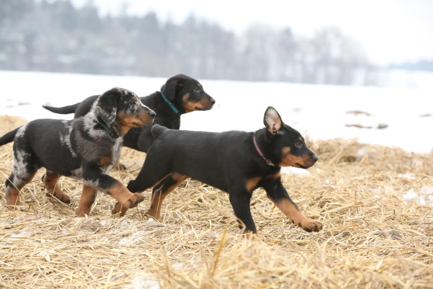 Buying a Beauceron puppy means taking responsibility! Buy Beauceron puppies.