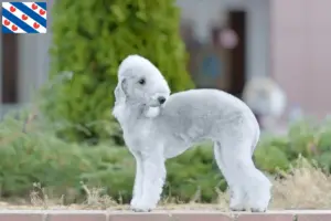 Read more about the article Bedlington Terrier breeders and puppies in Friesland
