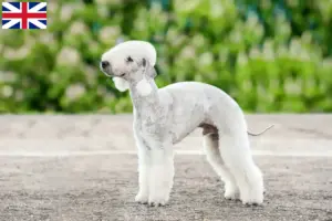 Read more about the article Bedlington Terrier breeders and puppies in Great Britain