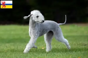 Read more about the article Bedlington Terrier breeders and puppies in Limburg