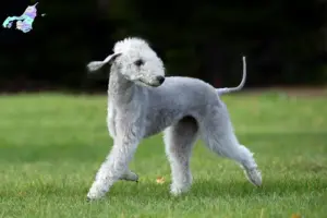 Read more about the article Bedlington Terrier breeders and puppies in Nordjylland