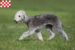 Read more about the article Bedlington Terrier breeders and puppies in North Brabant