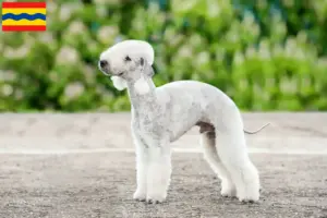 Read more about the article Bedlington Terrier breeders and puppies in Overijssel